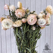 Dried Strawflower Dried Daisy | DreamGarden SG