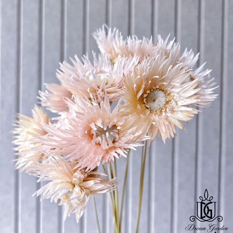 🇸🇬[SG Stock]Preserved Flowers Dried Flowers Daisy By Handmade Singapore Local Wholesalers Home Decoration/DIY/Wedding