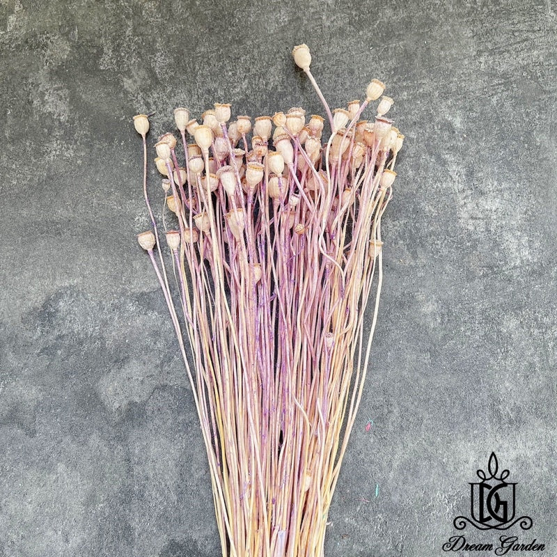 🇸🇬[SG Stock][Dream Garden]Dried Poppy Bunch Dried Flowers Dried Fruits Home Decoration/DIY/Wedding/Flora/Dome