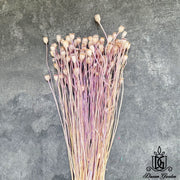 Dried Poppy Bunch Dried Flowers Dried Fruits | DreamGarden SG
