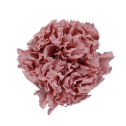 Carnation