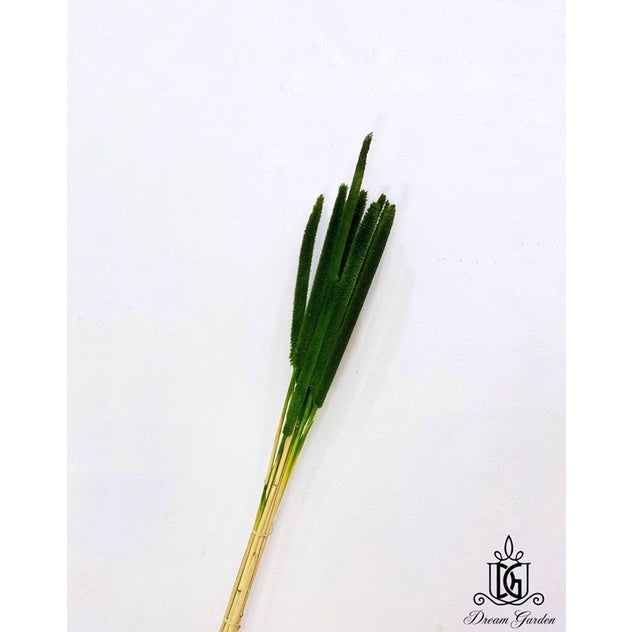 🇸🇬[SG Stock]Preserved Flowers Dried Flowers Preserved Babala Singapore Local Wholesaler Home Decoration/DIY/Wedding