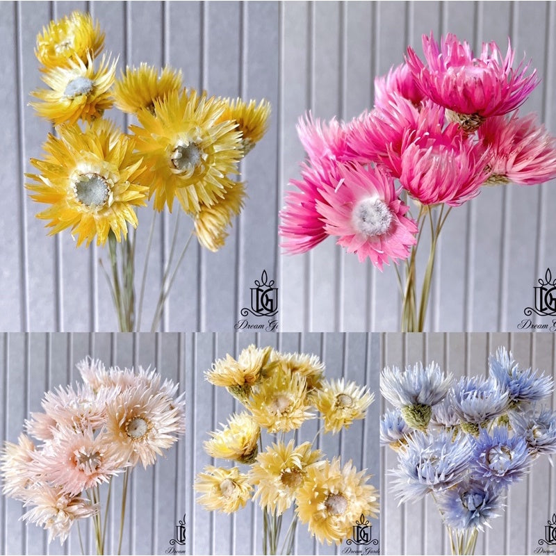 🇸🇬[SG Stock]Preserved Flowers Dried Flowers Daisy By Handmade Singapore Local Wholesalers Home Decoration/DIY/Wedding