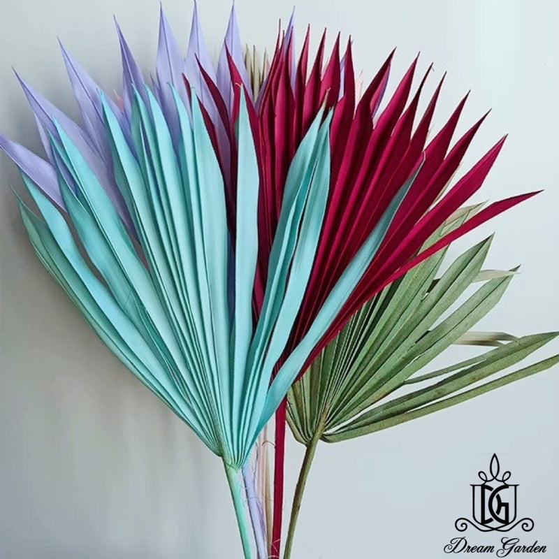 🇸🇬[SG Stock] SG Local Palm Fan Leaf Dried Palm Leaf Dried Flower Suitable For Art Wall Hanging Decoration | Wedding Arch