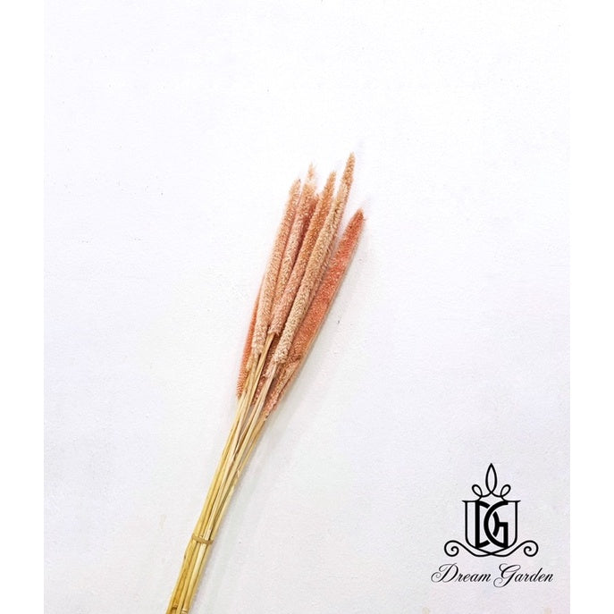 🇸🇬[SG Stock]Preserved Flowers Dried Flowers Preserved Babala Singapore Local Wholesaler Home Decoration/DIY/Wedding