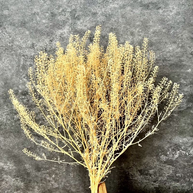 🇸🇬[SG Stock]Preserved Flowers  Dried Flower Preserved Penny Cress Thlaspi Singapore Local Home Decoration/DIY/Weddingpop