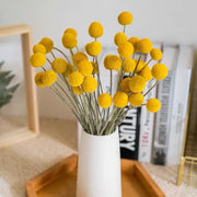 Dried Billy Buttons | DreamGarden SG