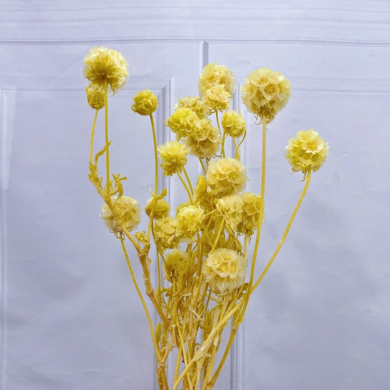 🇸🇬[SG Stock]Preserved Flowers Dried Flowers Dried Scabiosa Pods Flowers Suitable for House Decoration/Florist/Wedding
