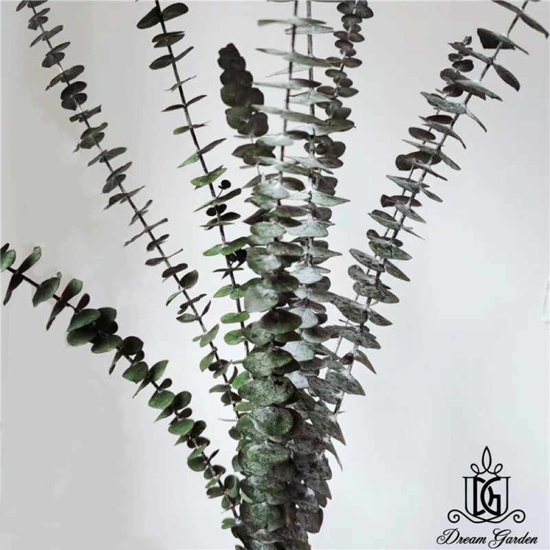 🇸🇬[SG Stock]Singapore Local Wholesaler Dream Garden Preserved Flowers Dried Flower Preserved Leaves Preserved Eucalyptus