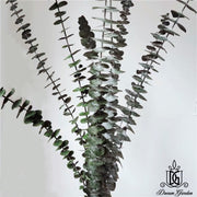 Preserved Leaves Preserved Eucalyptus | DreamGarden SG