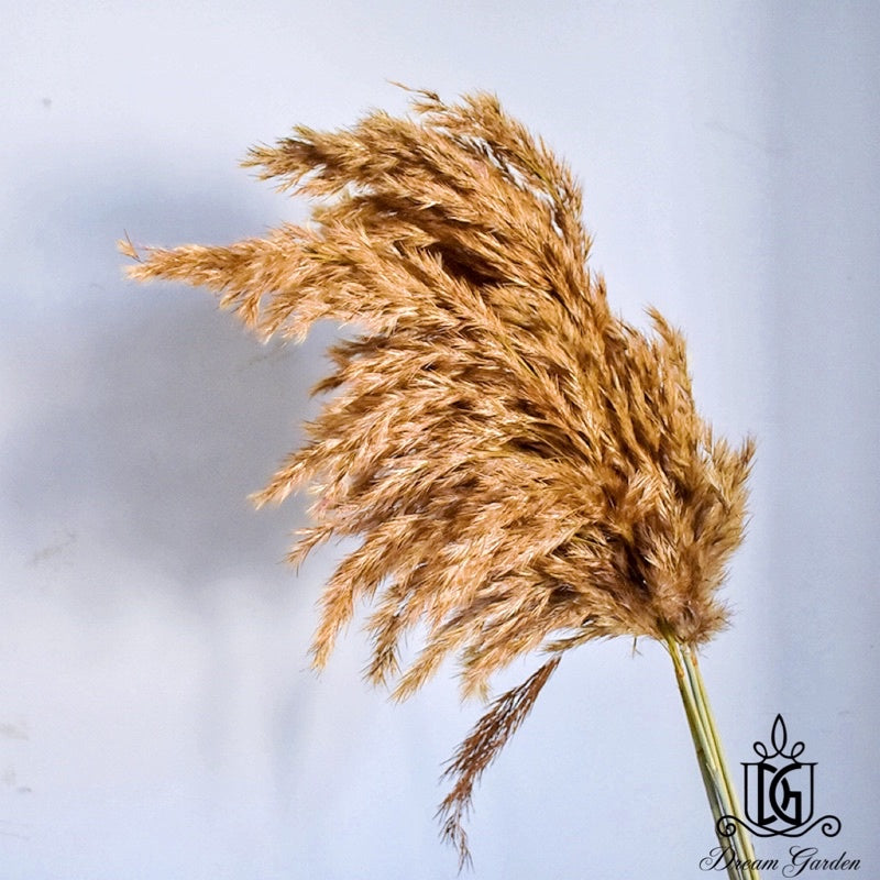 🇸🇬[SG Stock]Singapore Local Naturally Dried Fluffy Pampas Grass Home Decoration Flower Arrangement Reed Bouquet