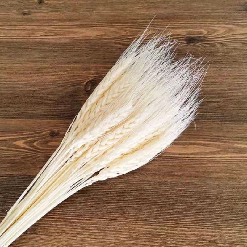 🇸🇬[SG Stock]Preserved Flowers Dried Flowers Dried Wheat Singapore Local Wholesalers Home Decoration/DIY/Wedding