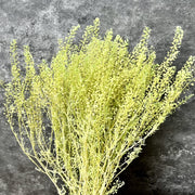 Preserved Penny Cress Thlaspi | DreamGarden SG