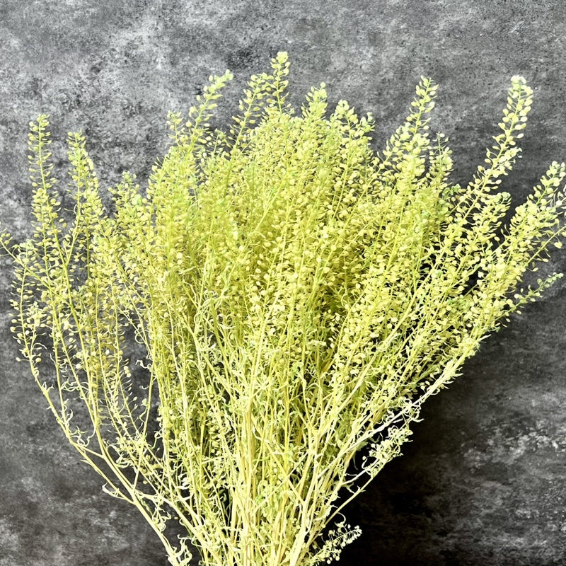 🇸🇬[SG Stock]Preserved Flowers  Dried Flower Preserved Penny Cress Thlaspi Singapore Local Home Decoration/DIY/Weddingpop