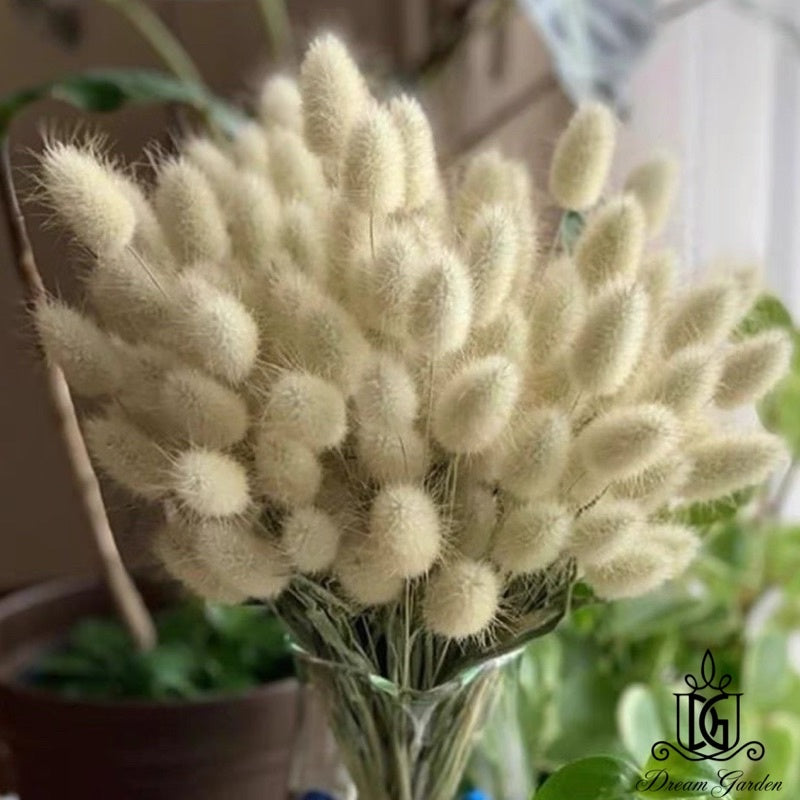 🇸🇬[SG Stock]Dried Flowers Mini Natural Color Bunny tail Grass For Home Decor/DIY/Wedding/Glass Cover Dome Dried  Flowers