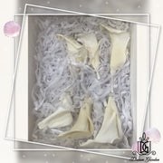 Preserved Calla Lily | DreamGarden SG