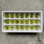 Grade A Preserved Roses 2cm-3cm | DreamGarden SG