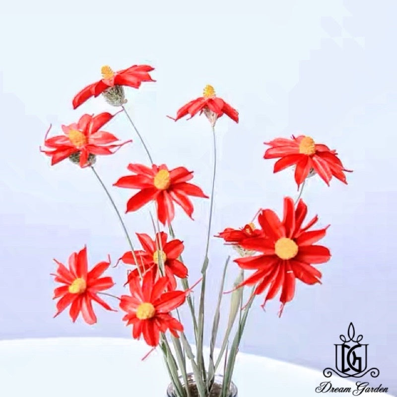🇸🇬[SG Stock] SG Local Largest Wholesaler Handmade Daisy Chrysanthemum Dried Flowers Suitable For Decoration/Wedding/DIY