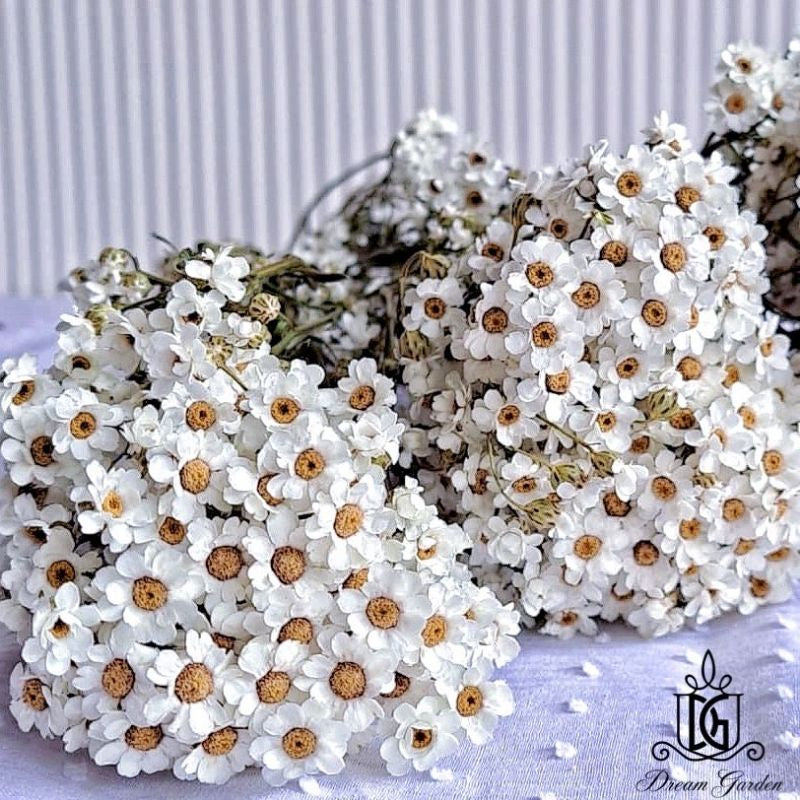 🇸🇬[SG Stock] SG Local Largest Wholesaler Italy Dried Ixodia Dried White Daisy Suitable For Decoration/Wedding/DIY/Dome