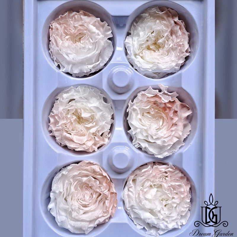 🇸🇬[SG Stock][Dream Garden]SG Stock New Arrival Preserved Flower Preserved Rose Preserved Peony Rose
