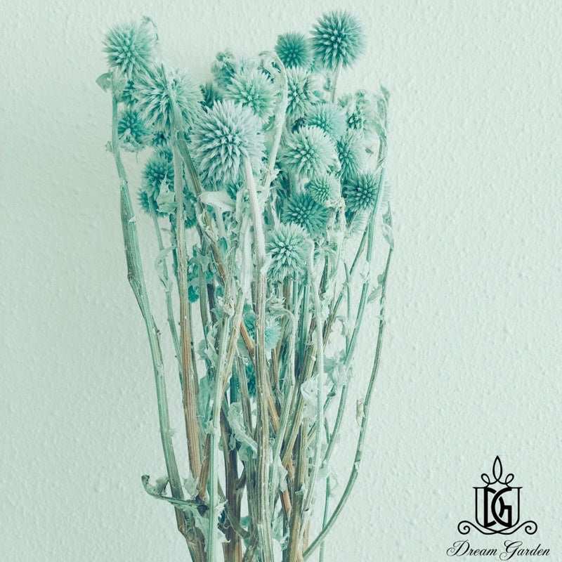🇸🇬[SG Stock]Preserved Flowers Dried Flowers Preserved Globe Thistle Singapore Local Home Decoration/DIY/Wedding