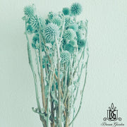 Preserved Globe Thistle | DreamGarden SG