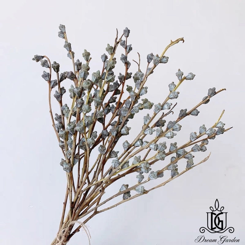 🇸🇬[SG Stock]Singapore Local Wholesaler Dream Garden Dried Fruits Preserved Leaves Dried Eucalyptus Fruit
