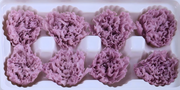 Carnation