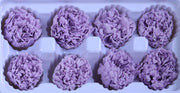 Carnation