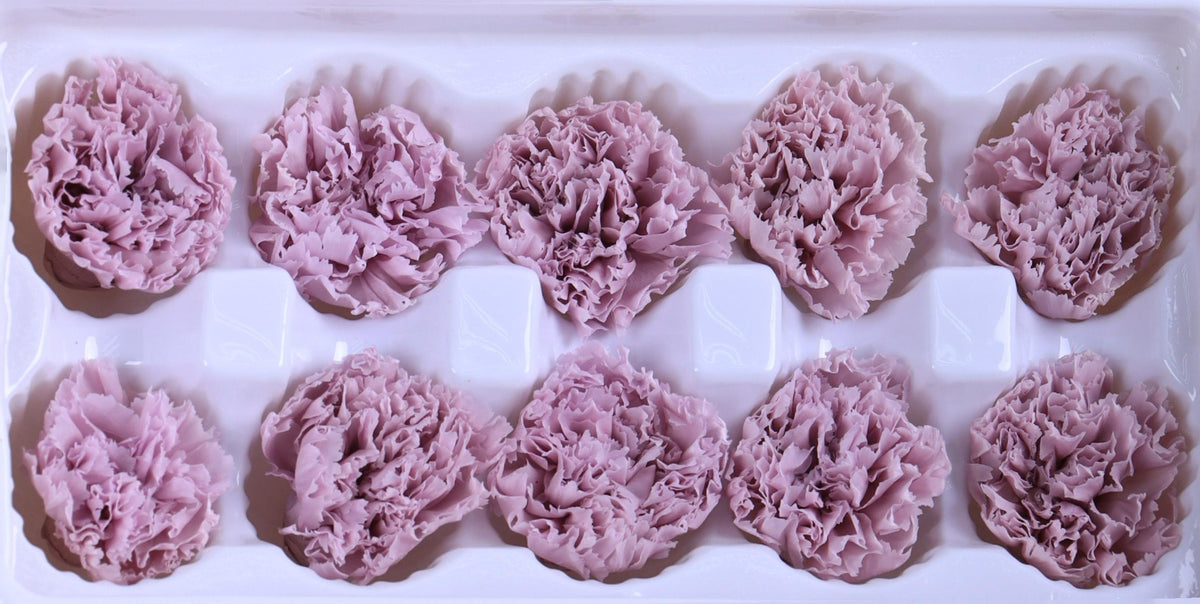 Carnation