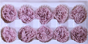 Carnation
