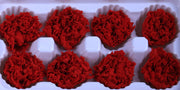 Carnation