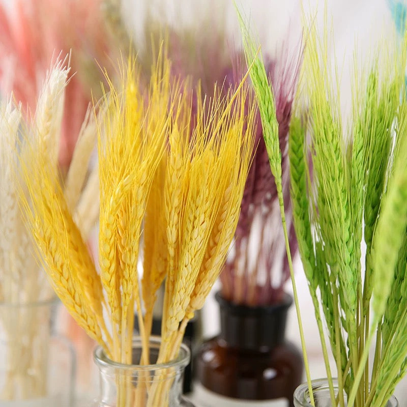 Wheat