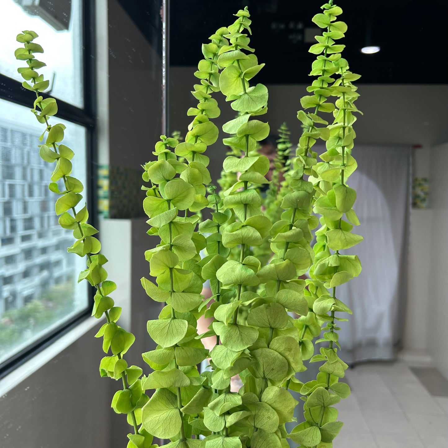 Eucalyptus leaves