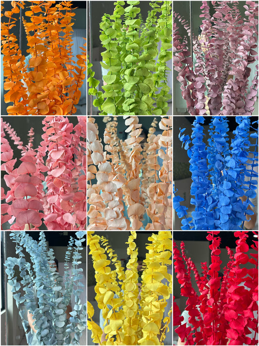 Eucalyptus leaves
