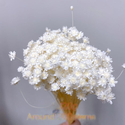 Brazilian mini daisy small star flower