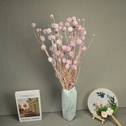 Scabiosa Pods-