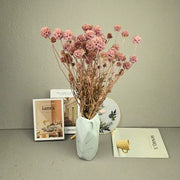 Scabiosa Pods-