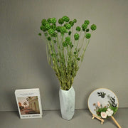 Scabiosa Pods-