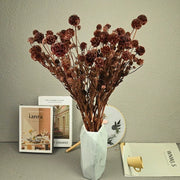 Scabiosa Pods-