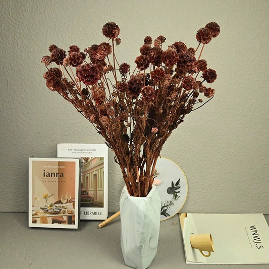 Scabiosa Pods-
