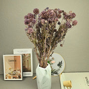 Scabiosa Pods-