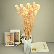Scabiosa Pods-