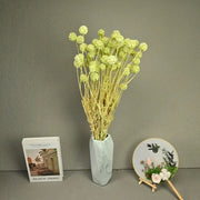 Scabiosa Pods-