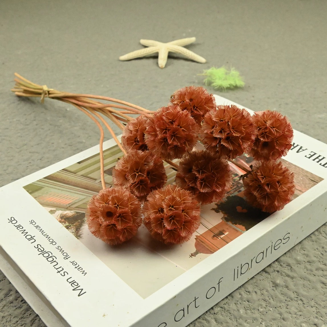 Scabiosa Pods