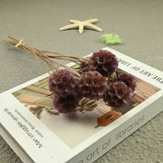 Scabiosa Pods
