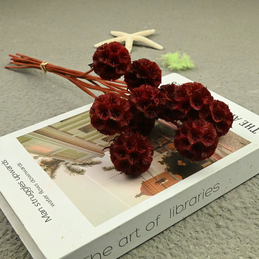 Scabiosa Pods