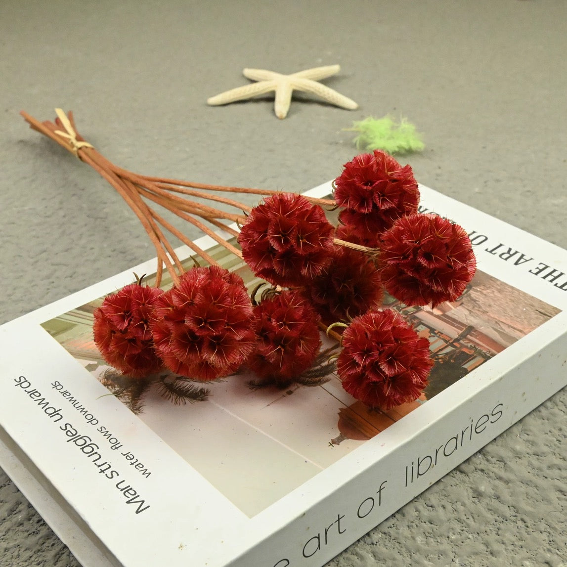Scabiosa Pods