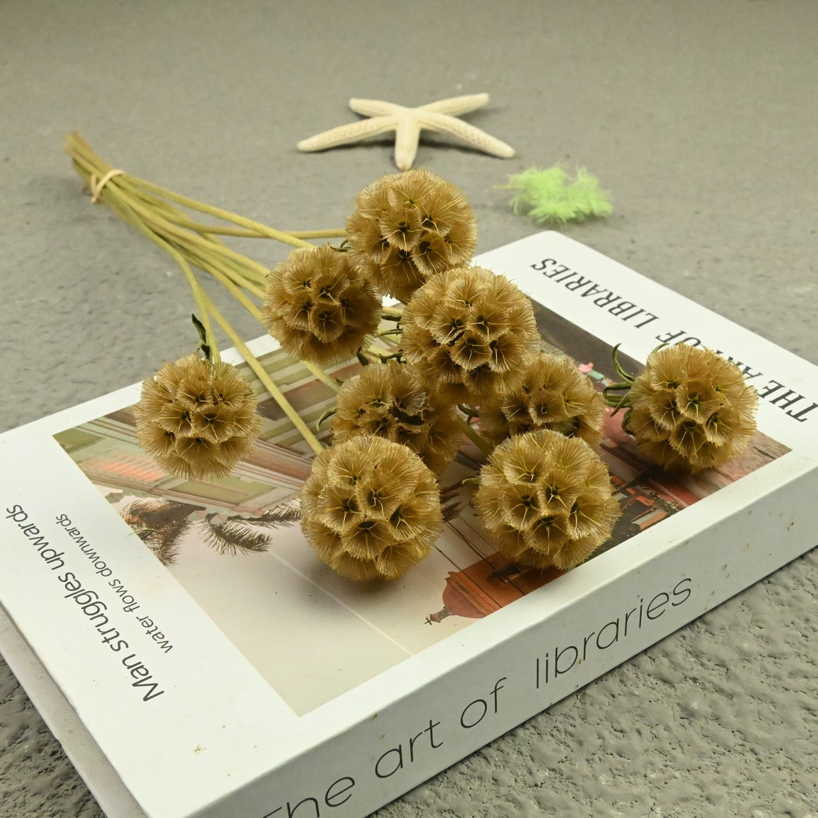Scabiosa Pods