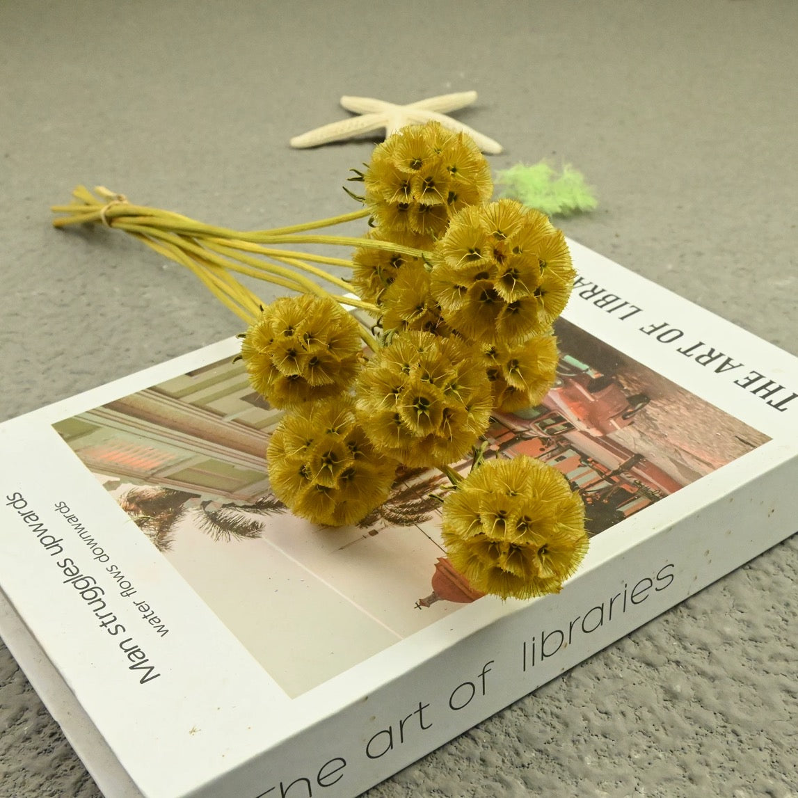 Scabiosa Pods